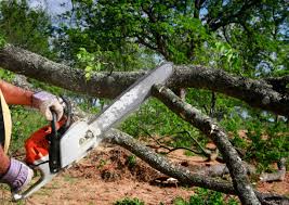 Best Tree Cabling and Bracing  in Douglas, GA