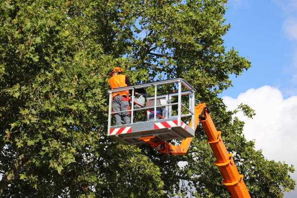 Best Tree Mulching  in Douglas, GA