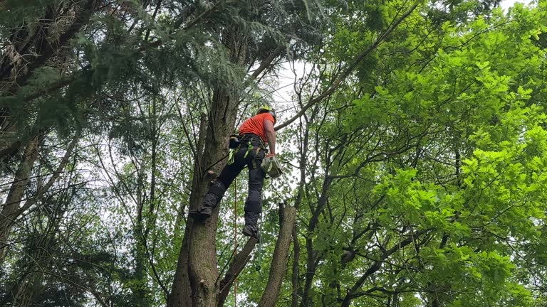 Best Root Management and Removal  in Douglas, GA