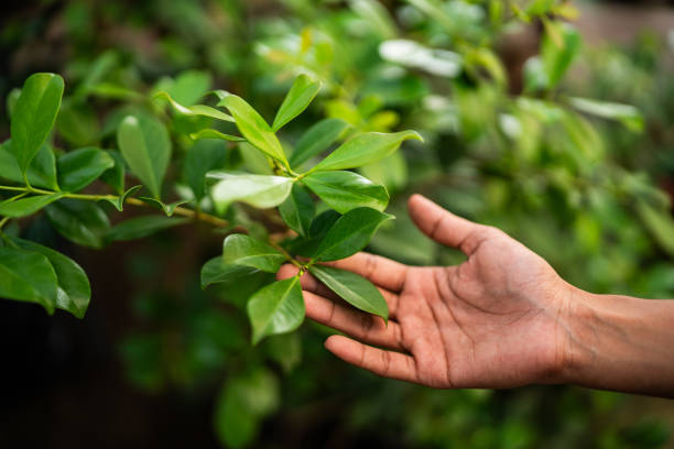 Best Tree Maintenance Programs  in Douglas, GA