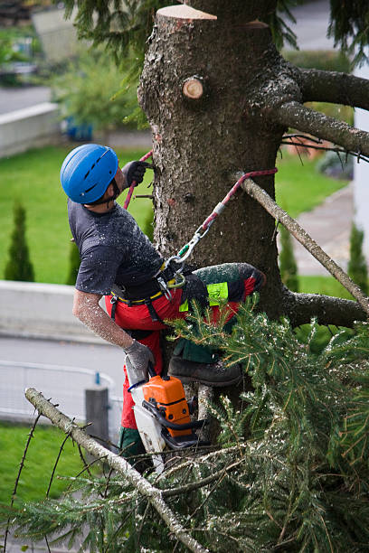 How Our Tree Care Process Works  in  Douglas, GA