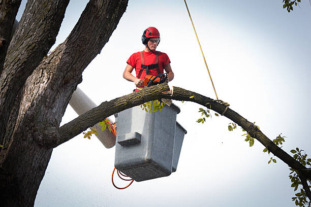 Best Tree and Shrub Care  in Douglas, GA