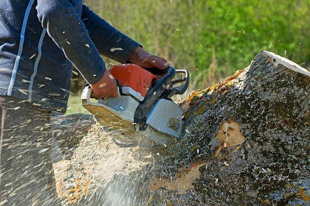 Best Palm Tree Trimming  in Douglas, GA