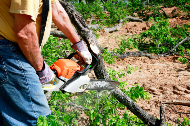 Best Organic Lawn Care Solutions  in Douglas, GA