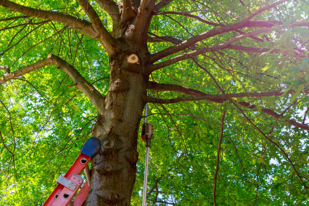 Best Emergency Tree Removal  in Douglas, GA